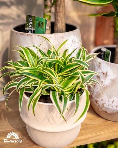 Plante Air So Pur en pot, chlorophytum purificateur, idéale pour assainir l’air intérieur